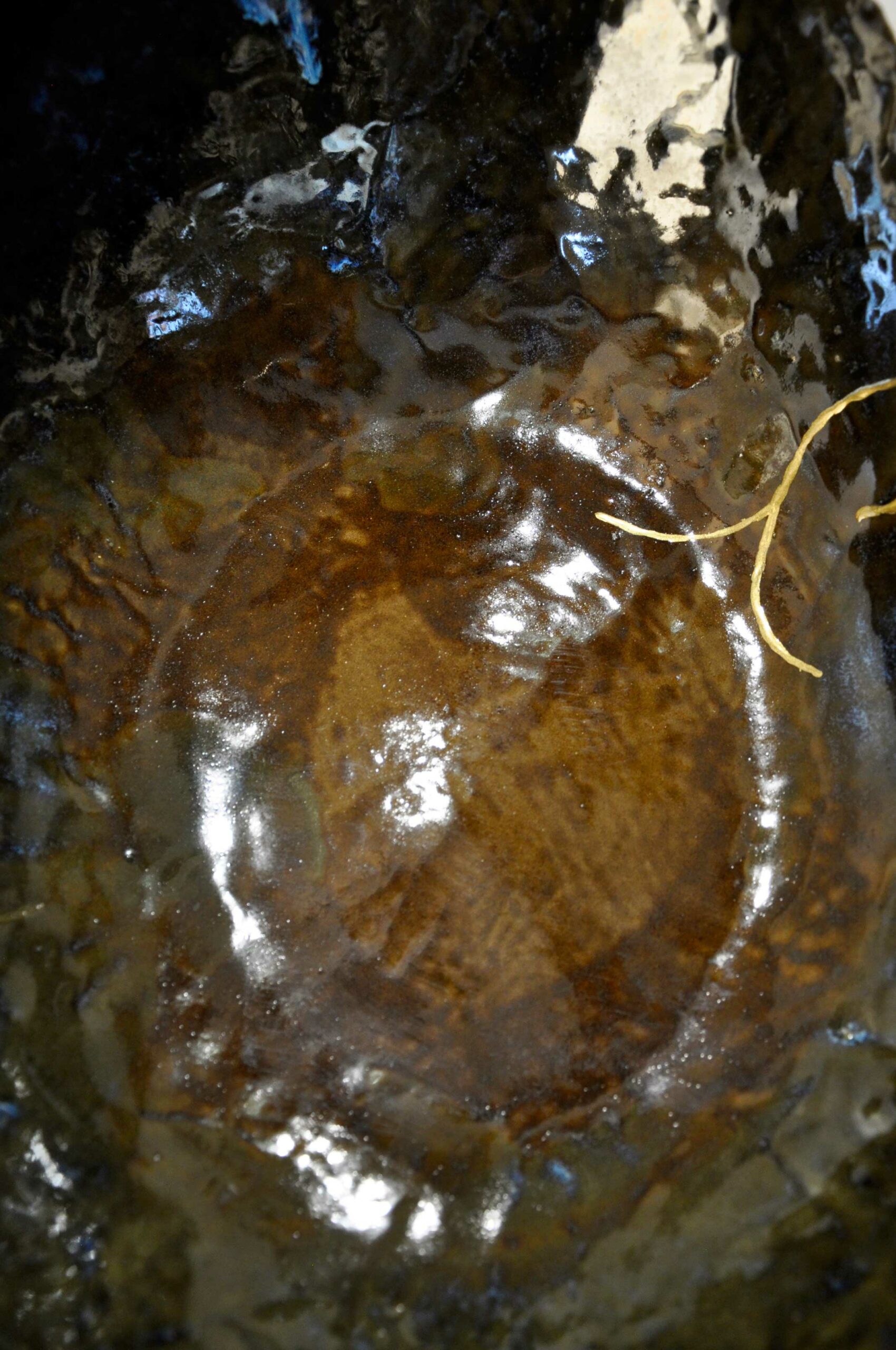 Grande Coquille " Sous-bois " - L 42 cm x P 31 cm x H 17 cm - Pièce unique en céramique